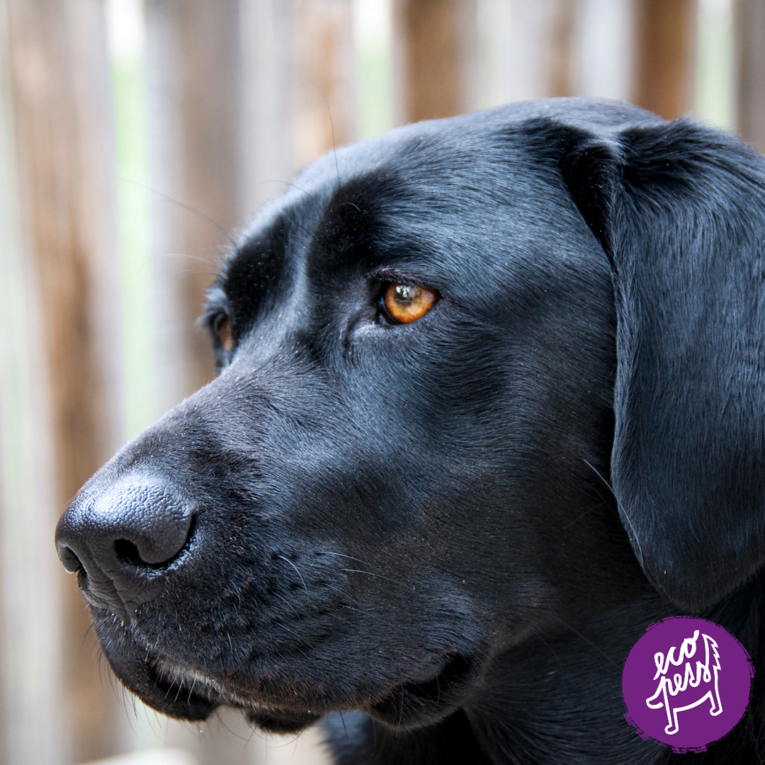 Lososový olej pro psy (2)